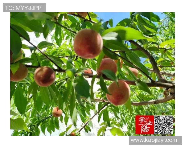 果园采摘乐趣无穷体验，畅享自然美味与田园风光的完美结合